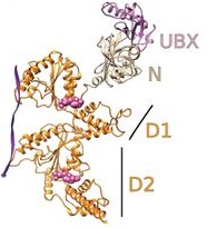 Cryo-EM structure of the asymmetric Cdc48-Shp1-substrate complex