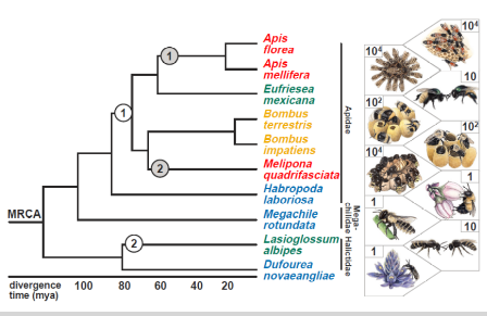 Comparative genomics and signatures of social behavior in bees